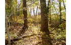 Property photo 5 - 145+/- Acres Offered in 6 Tracts Real Estate Auction